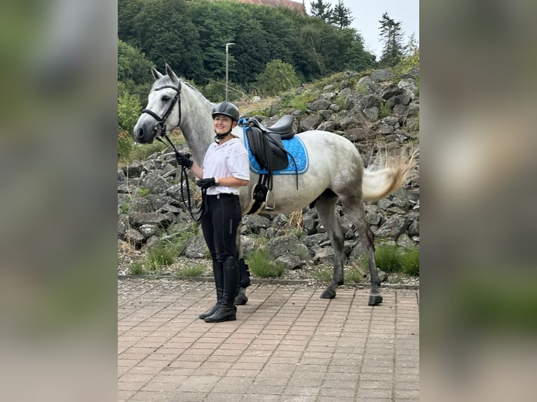 Connemara Wallach 5 Jahre 147 cm Blauschimmel in Lisberg