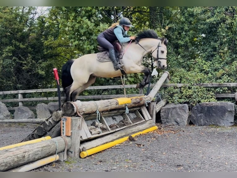 Connemara Wallach 5 Jahre 147 cm Falbe in Mountrath, Co. Laois