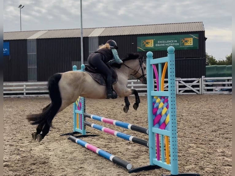 Connemara Wallach 5 Jahre 147 cm Falbe in Mountrath, Co. Laois