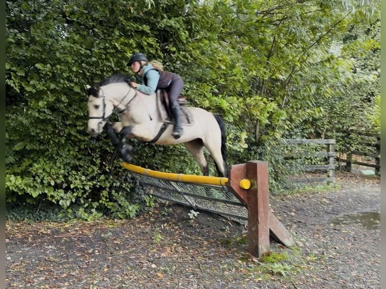 Connemara Wallach 5 Jahre 147 cm Falbe in Mountrath, Co. Laois