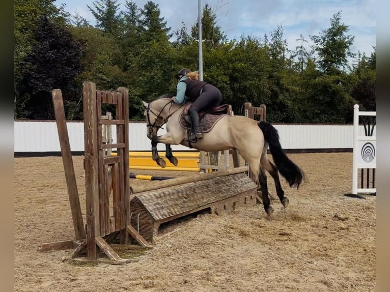 Connemara Wallach 5 Jahre 147 cm Falbe in Mountrath, Co. Laois