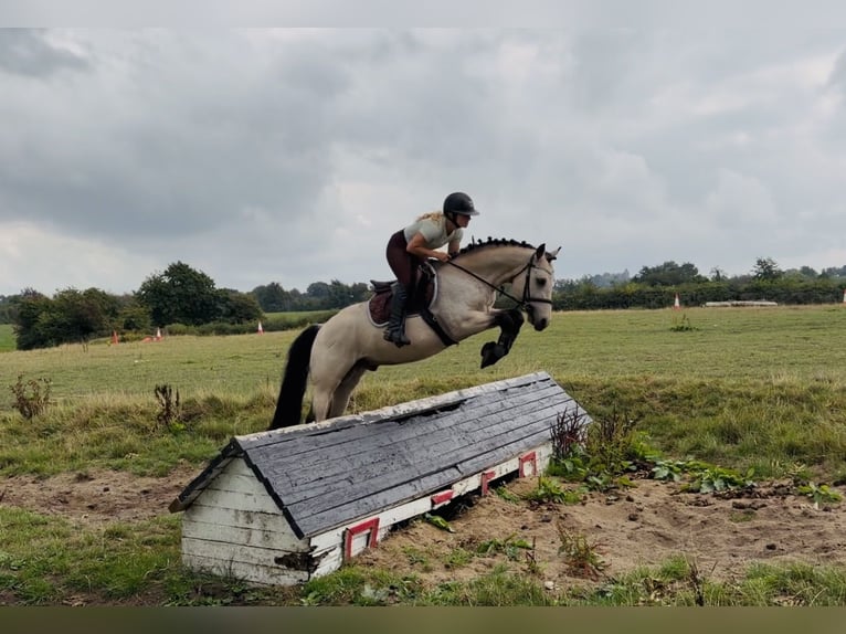 Connemara Wallach 5 Jahre 147 cm Falbe in Mountrath, Co. Laois