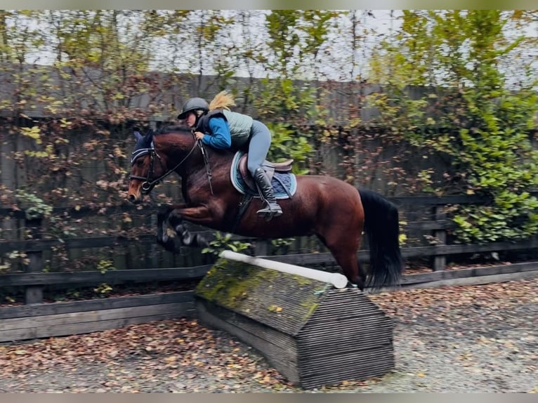 Connemara Wallach 5 Jahre 147 cm Rotbrauner in Mountrath, Co. Laois