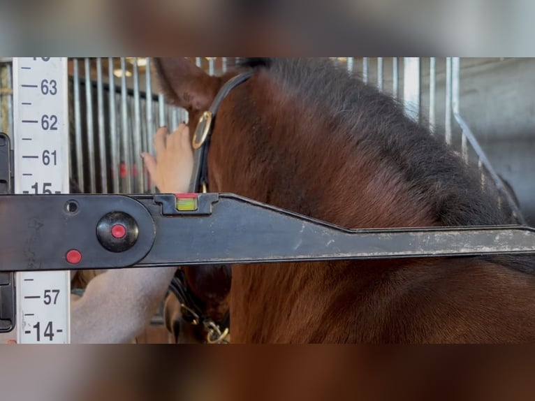 Connemara Wallach 5 Jahre 147 cm Rotbrauner in Mountrath, Co. Laois