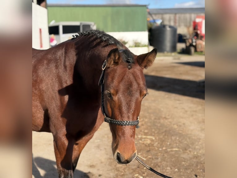 Connemara Wallach 5 Jahre 147 cm Rotbrauner in Mountrath, Co. Laois