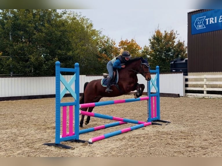 Connemara Wallach 5 Jahre 147 cm Rotbrauner in Mountrath, Co. Laois