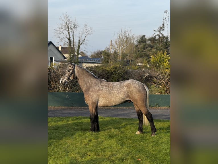 Connemara Wallach 5 Jahre 147 cm Schimmel in Galway