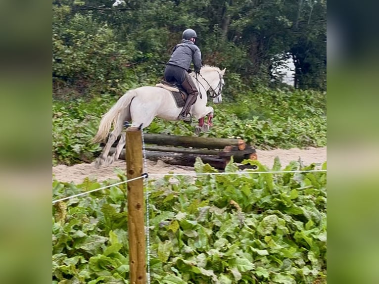 Connemara Wallach 5 Jahre 147 cm Schimmel in Sligo