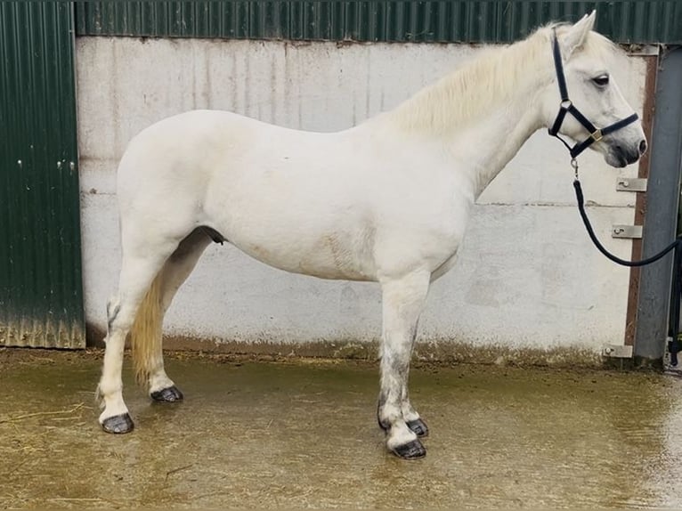Connemara Wallach 5 Jahre 147 cm Schimmel in Sligo