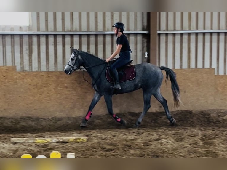 Connemara Wallach 5 Jahre 147 cm Schimmel in Sligo