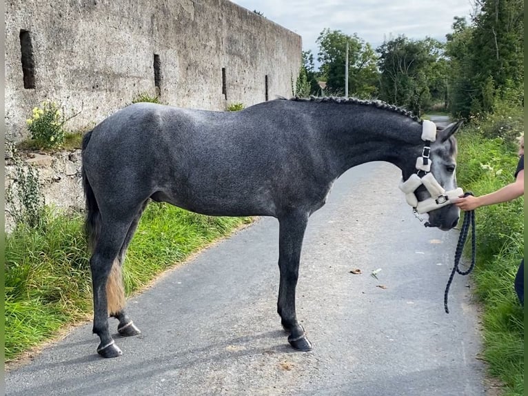 Connemara Wallach 5 Jahre 147 cm Schimmel in Sligo