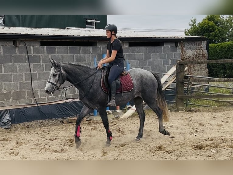 Connemara Wallach 5 Jahre 147 cm Schimmel in Sligo