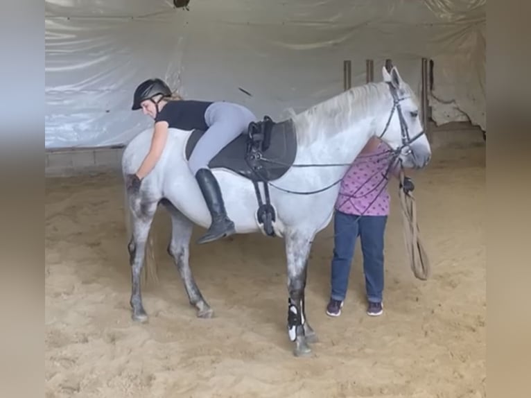 Connemara Wallach 5 Jahre 148 cm Apfelschimmel in Lisberg
