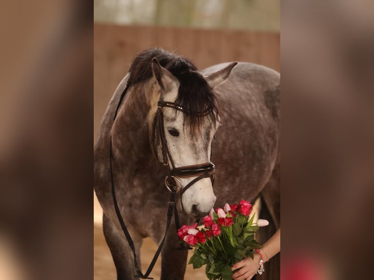 Connemara Wallach 5 Jahre 148 cm Apfelschimmel in Stöttwang