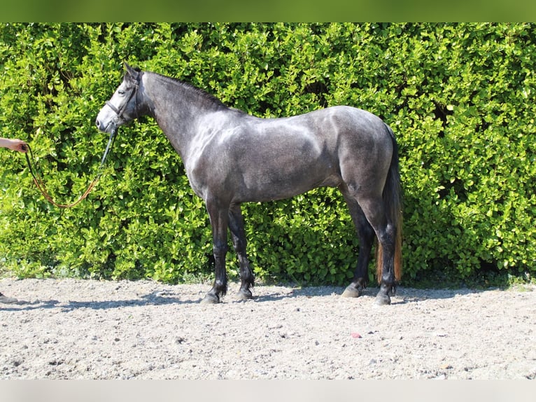 Connemara Wallach 5 Jahre 148 cm Apfelschimmel in Stöttwang