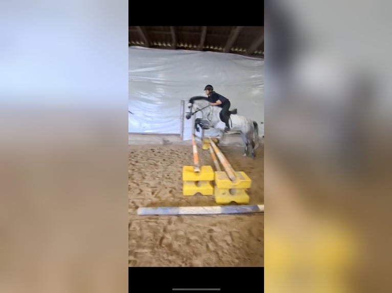 Connemara Wallach 5 Jahre 148 cm Rappschimmel in Lisberg