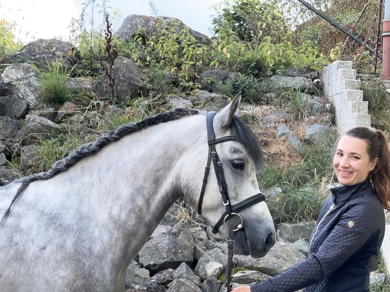 Connemara Wallach 5 Jahre 148 cm Rappschimmel in Lisberg