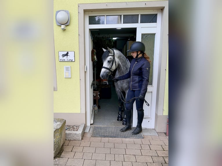 Connemara Wallach 5 Jahre 148 cm Rappschimmel in Lisberg