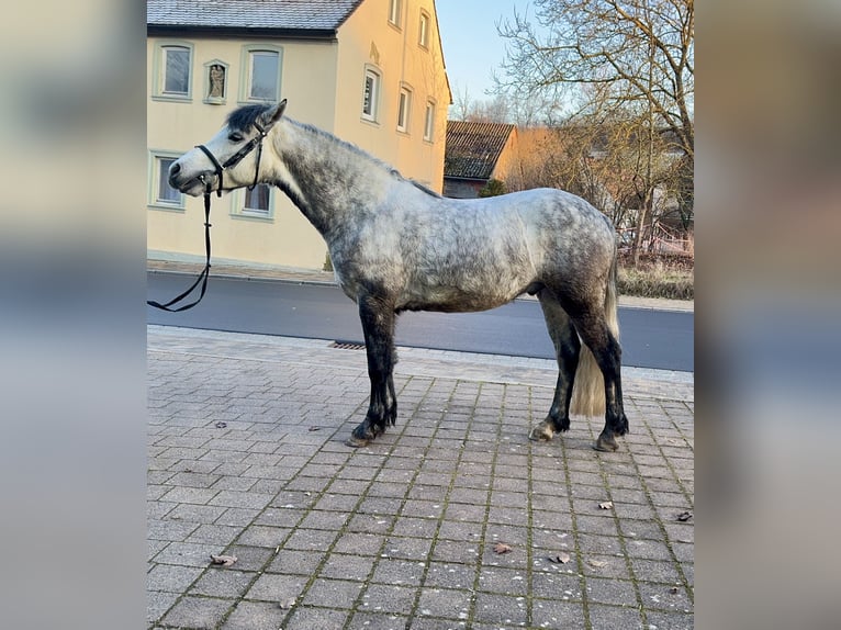 Connemara Wallach 5 Jahre 148 cm Rappschimmel in Lisberg