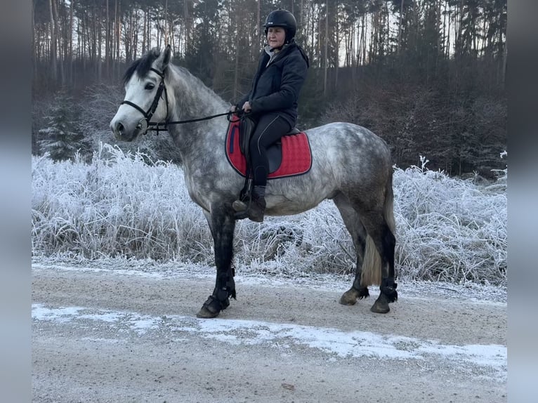 Connemara Wallach 5 Jahre 148 cm Rappschimmel in Lisberg