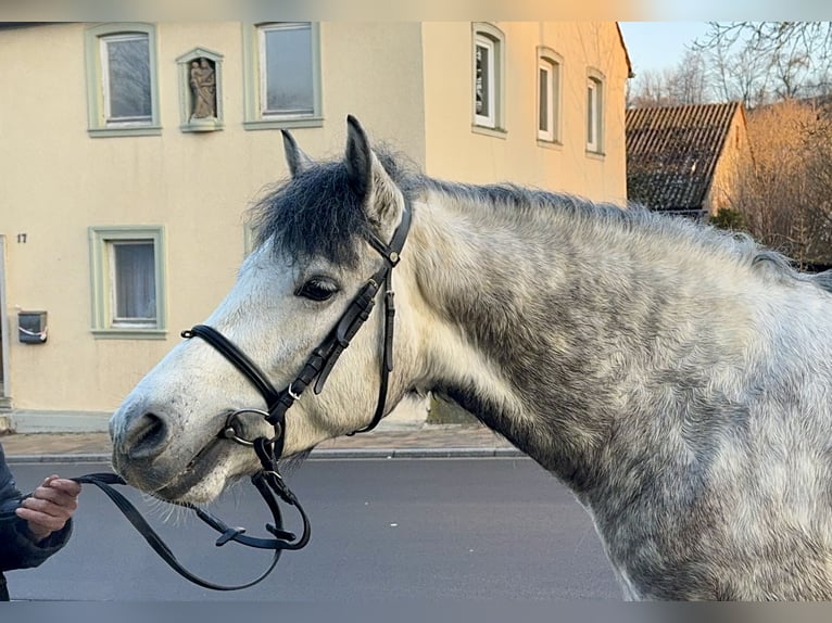 Connemara Wallach 5 Jahre 148 cm Rappschimmel in Lisberg