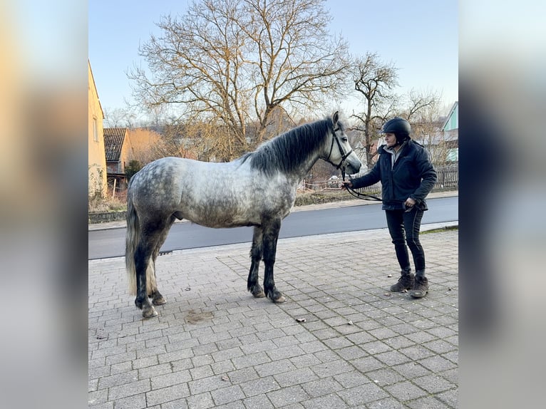 Connemara Wallach 5 Jahre 148 cm Rappschimmel in Lisberg