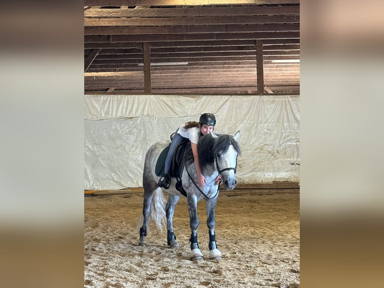 Connemara Wallach 5 Jahre 148 cm Rappschimmel in Lisberg