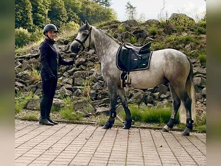 Connemara Wallach 5 Jahre 148 cm Rappschimmel in Lisberg