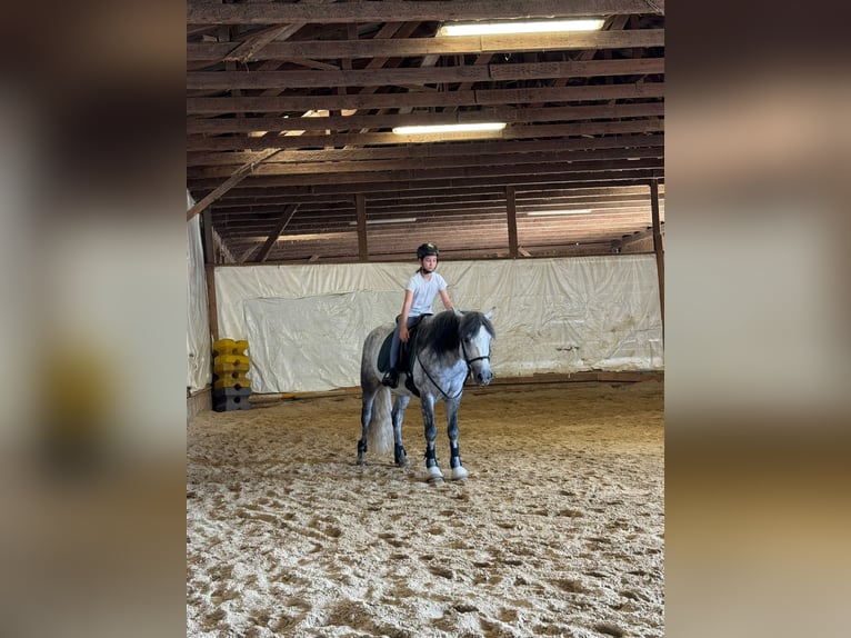 Connemara Wallach 5 Jahre 148 cm Rappschimmel in Lisberg