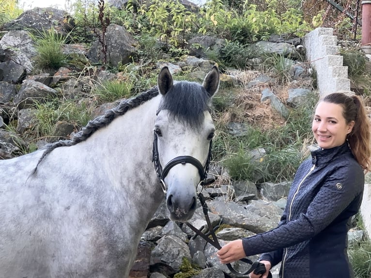 Connemara Wallach 5 Jahre 148 cm Rappschimmel in Lisberg