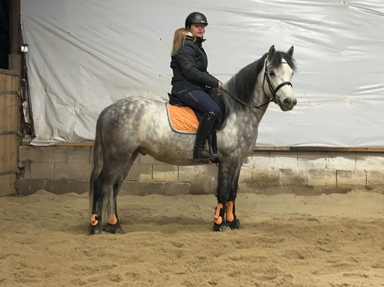 Connemara Wallach 5 Jahre 148 cm Rappschimmel in Lisberg