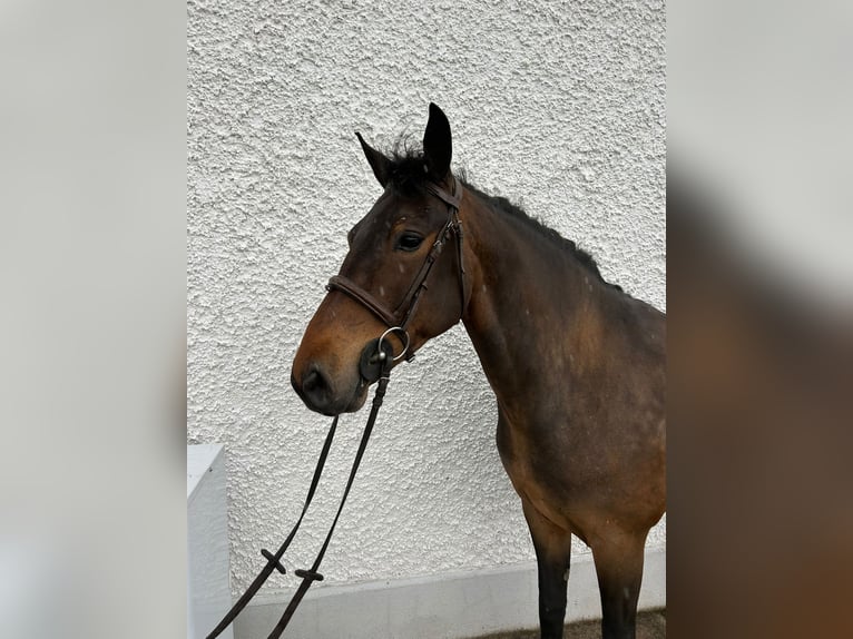 Connemara Wallach 5 Jahre 148 cm Schimmel in Ballinasloe