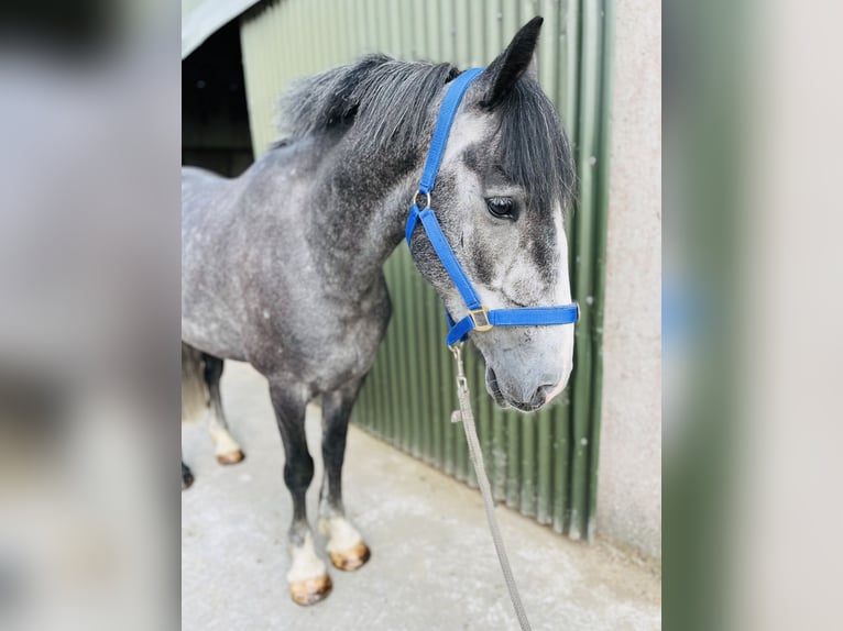 Connemara Wallach 5 Jahre 148 cm Schimmel in Sligo