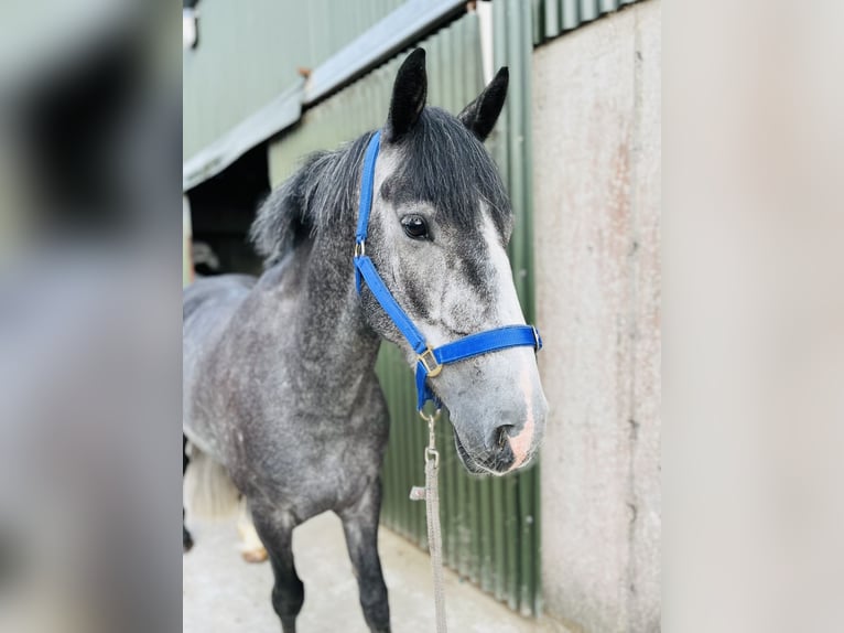 Connemara Wallach 5 Jahre 148 cm Schimmel in Sligo
