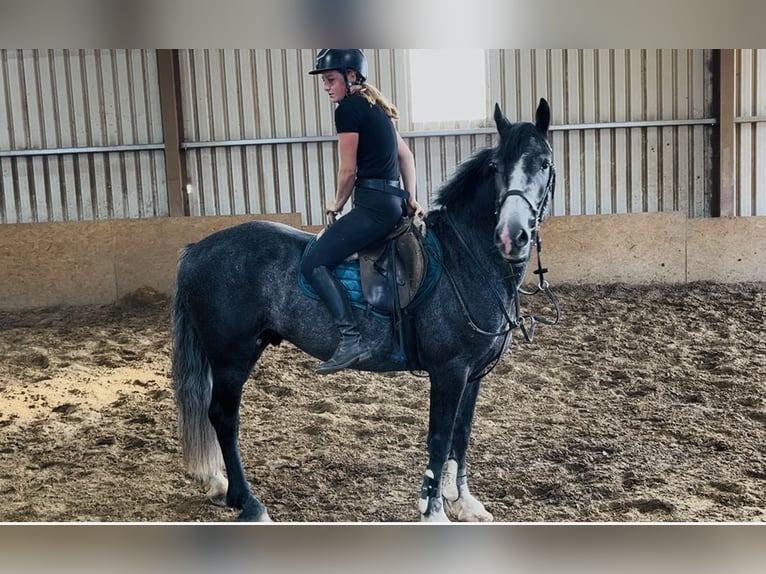 Connemara Wallach 5 Jahre 148 cm Schimmel in Sligo