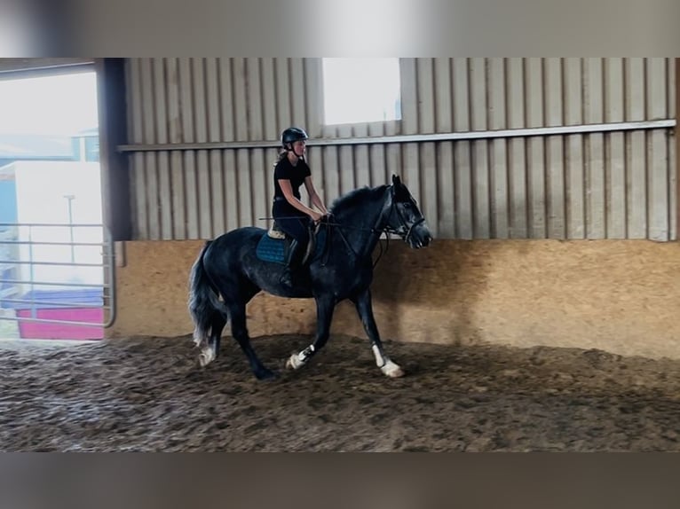 Connemara Wallach 5 Jahre 148 cm Schimmel in Sligo