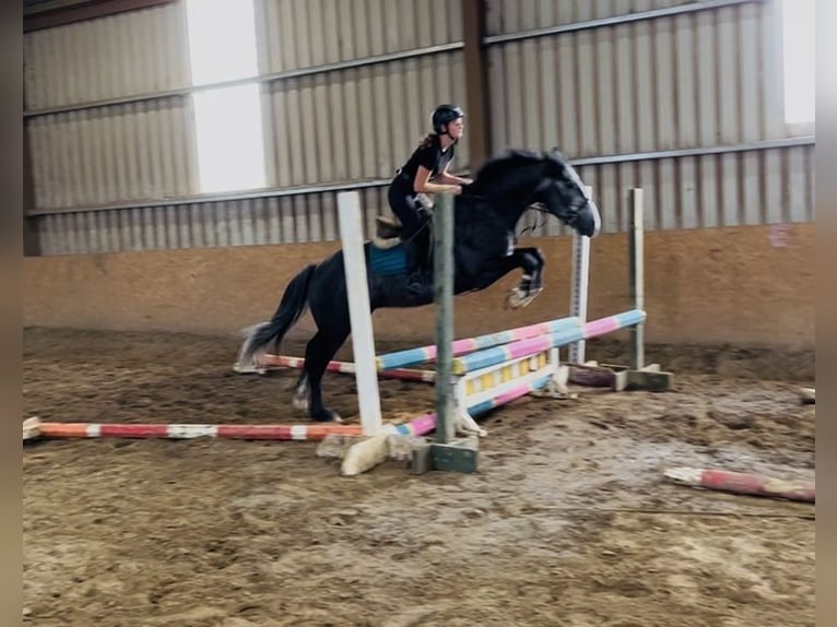 Connemara Wallach 5 Jahre 148 cm Schimmel in Sligo