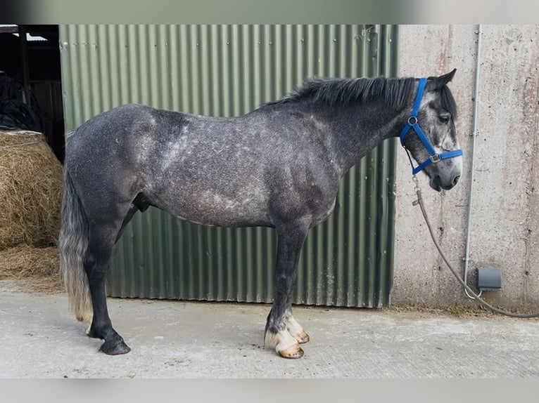 Connemara Wallach 5 Jahre 148 cm Schimmel in Sligo