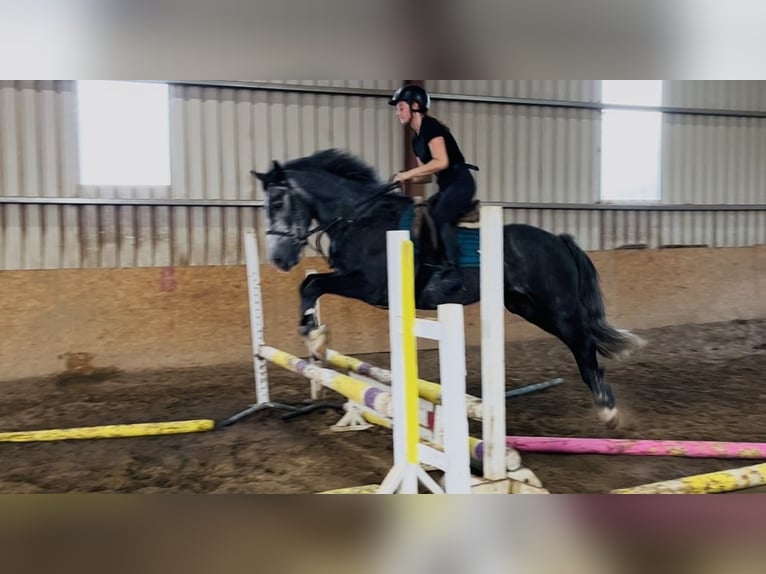 Connemara Wallach 5 Jahre 148 cm Schimmel in Sligo