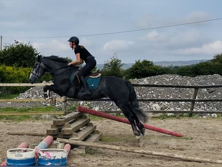 Connemara Wallach 5 Jahre 148 cm Schimmel in Sligo
