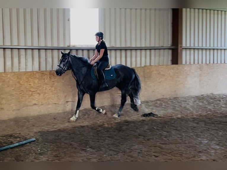 Connemara Wallach 5 Jahre 148 cm Schimmel in Sligo