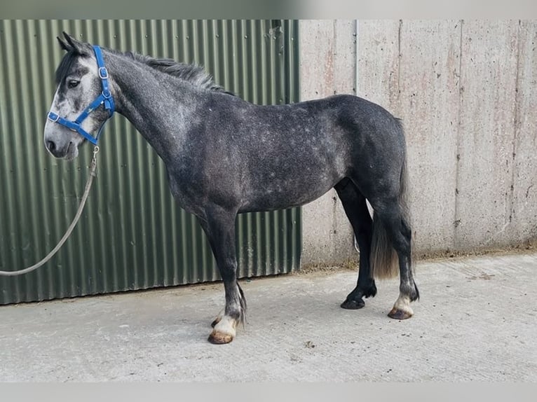 Connemara Wallach 5 Jahre 148 cm Schimmel in Sligo