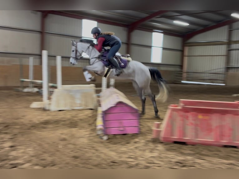 Connemara Wallach 5 Jahre 148 cm Schimmel in Sligo