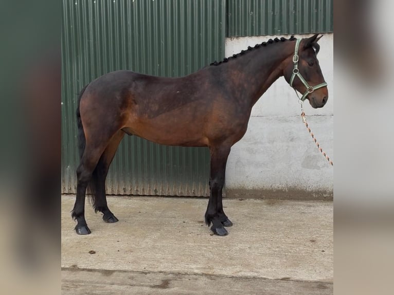 Connemara Wallach 5 Jahre 148 cm Schimmel in Sligo