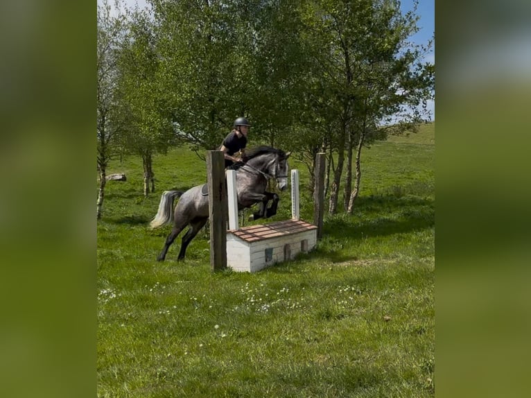 Connemara Wallach 5 Jahre 148 cm Schimmel in Sligo