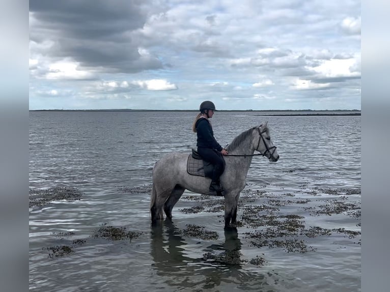 Connemara Wallach 5 Jahre 148 cm Schimmel in Sligo