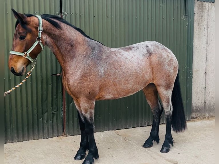 Connemara Wallach 5 Jahre 148 cm Schimmel in Sligo