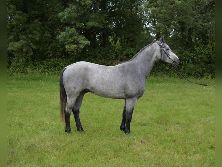 Connemara Wallach 5 Jahre 148 cm Schimmel in Saint-Herblain