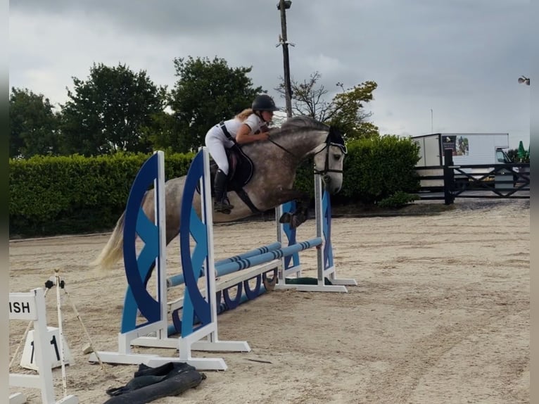 Connemara Wallach 5 Jahre 150 cm Apfelschimmel in Mountrath, Co. Laois