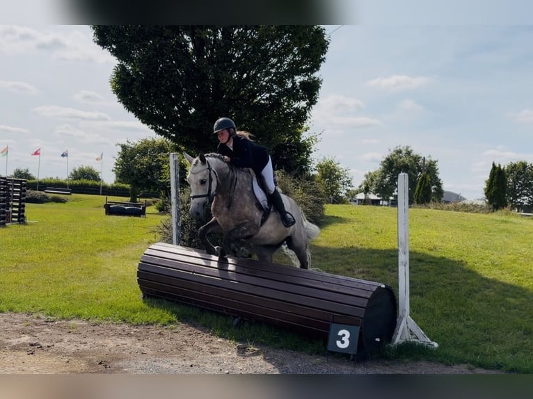 Connemara Wallach 5 Jahre 150 cm Apfelschimmel in Mountrath, Co. Laois
